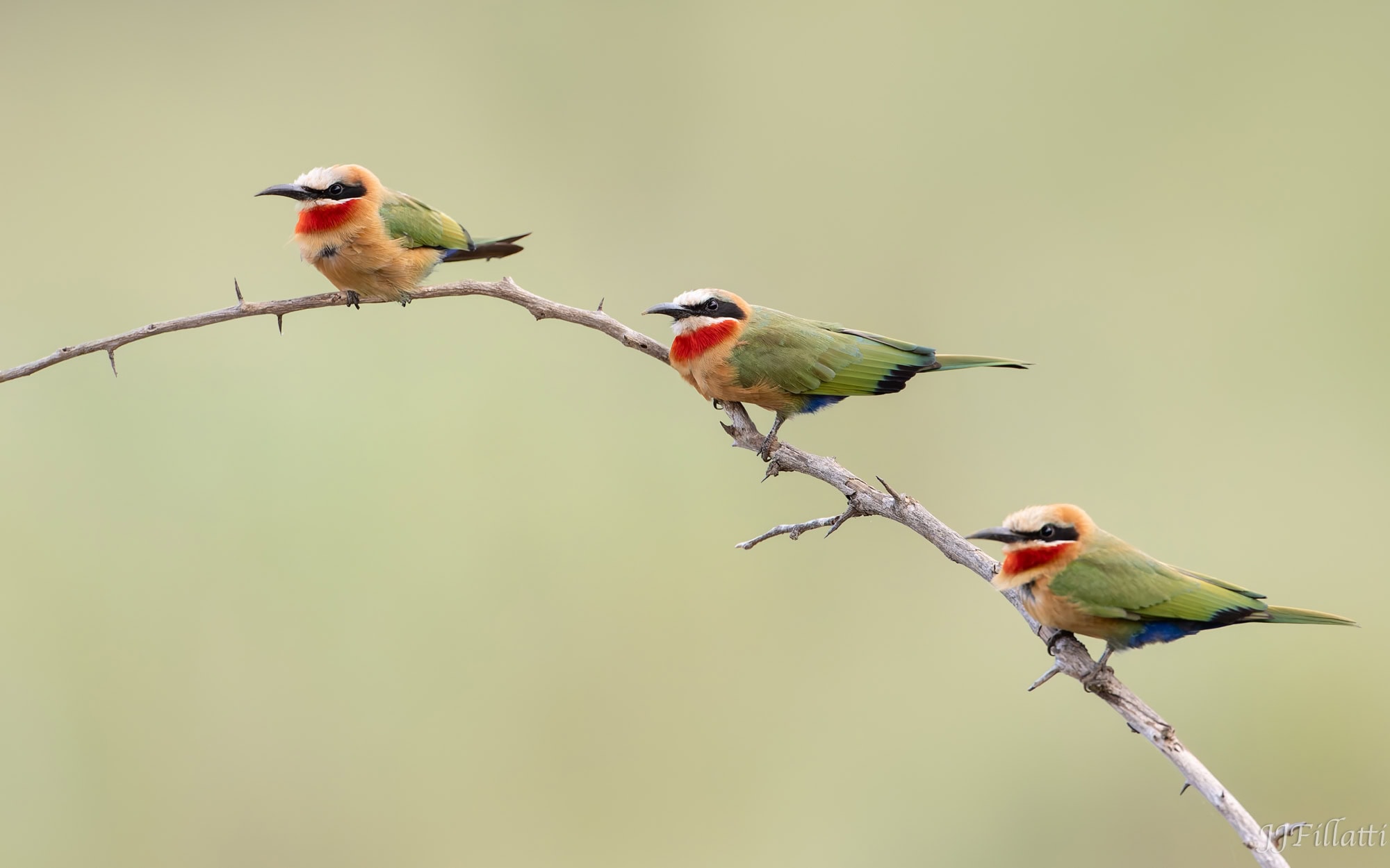 wildlife of Zimanga image 63